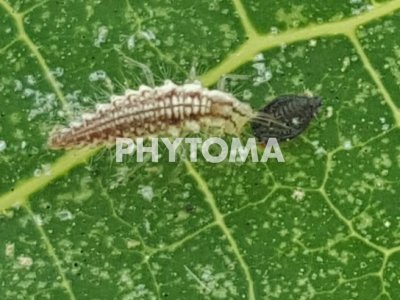 Tetranychus urticae